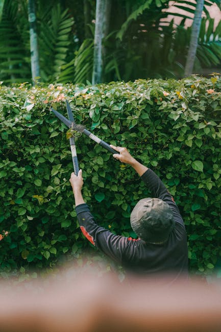 A gardener wearing a grey cap and black long-sleeve clothing is trimming a dense, neatly maintained hedge with a pair of long-handled pruning shears, reaching high to shape the foliage. The hedge consists of small, green leaves with some sections showing newly cut tips. Behind the hedge, large, tropical-style plants with broad, textured leaves are visible, creating a lush backdrop. The garden features a mix of textured soil and grass paths, with sections of cleared soil indicating recent or ongoing gardening work. Soft, natural daylight illuminates the scene, highlighting the vibrant greenery and the precise activity of hedge maintenance. This setting exemplifies detailed garden maintenance, emphasizing pruning and shaping work performed by Gardeners Paddington to ensure a tidy and aesthetically pleasing outdoor space.