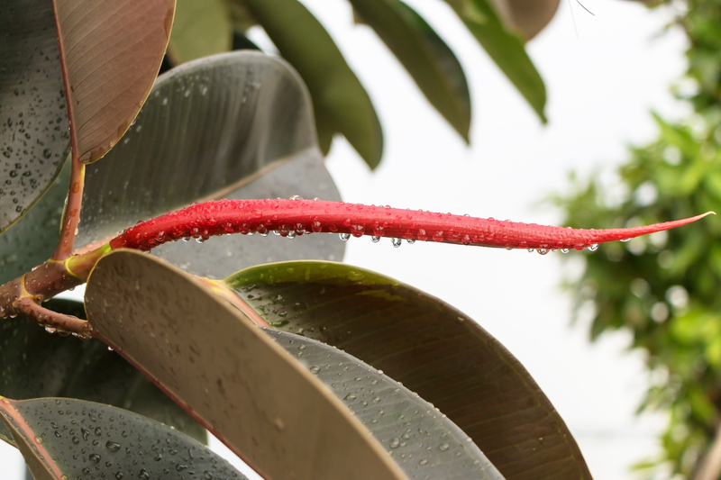 landscape design Garden