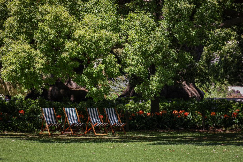 A well-maintained garden featuring a lush, green lawn with a row of three wooden deck chairs that have blue and white striped fabric seats. Behind the chairs, a large, mature tree with dense, bright green foliage provides shade and has a textured, gnarled trunk. Surrounding the base of the tree are vibrant red and orange flowers, planted in neat flower beds that trim the edge of the lawn. To the left, a garden bed contains low-lying plants and shrubs, adding to the layered landscaping. The background includes more greenery and under a clear, bright sky, suggesting a sunny day suitable for outdoor garden maintenance and landscaping work. This scene exemplifies outdoor area care, such as hedge trimming, lawn care, and general garden maintenance, which would be characteristic of services offered by Gardeners Paddington.